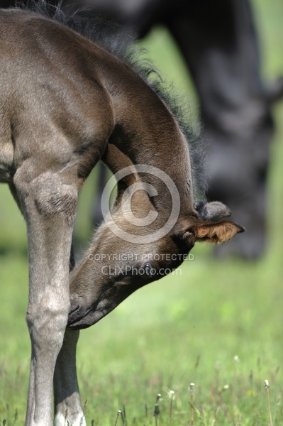 Spring Summer Vertical