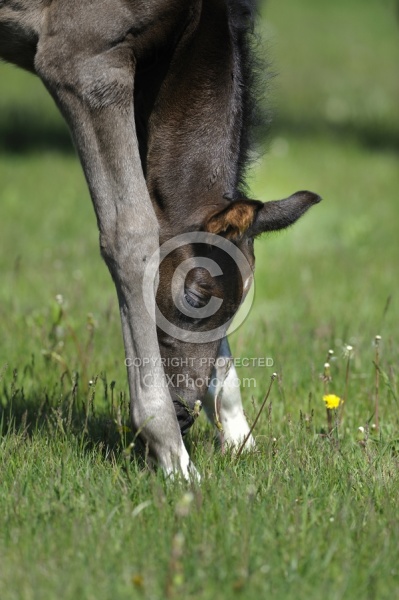 Spring Summer Vertical