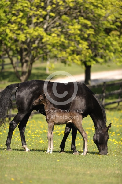 Spring Summer Vertical