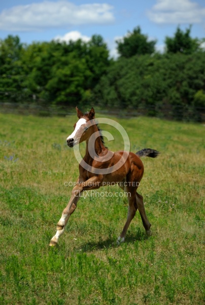 Spring Summer Vertical