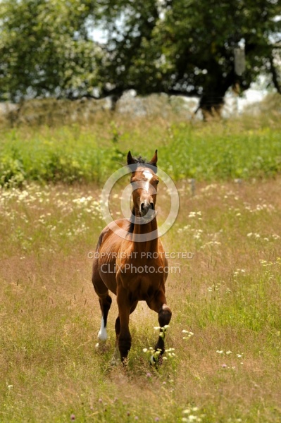 Spring Summer Vertical