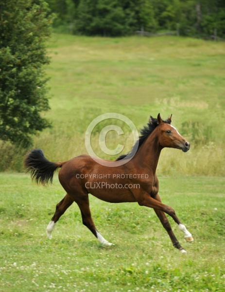 Spring Summer Vertical