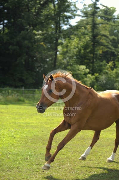 Spring Summer Vertical