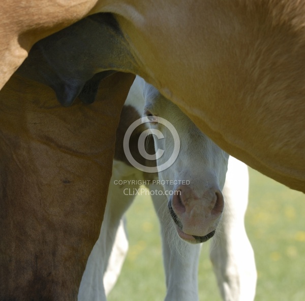 Spring Summer Vertical