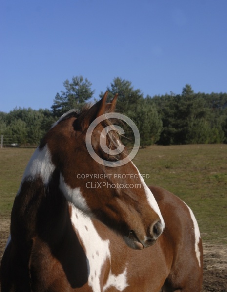 Spring Summer Vertical