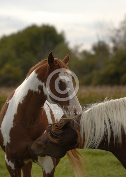 Spring Summer Vertical