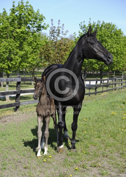 Spring Summer Vertical