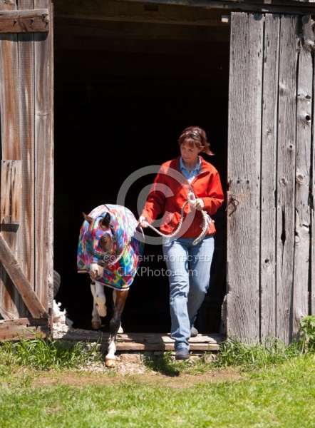 Miniature Horse in Slinky at Dakota Winds