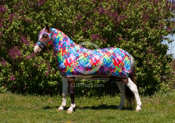 Miniature Horse in Slinky at Dakota Winds