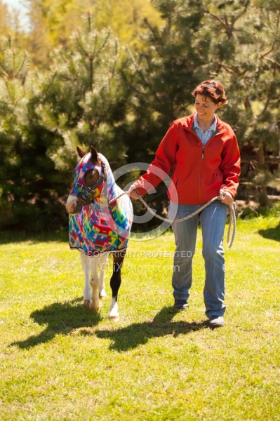 Miniature Horse in Slinky at Dakota Winds