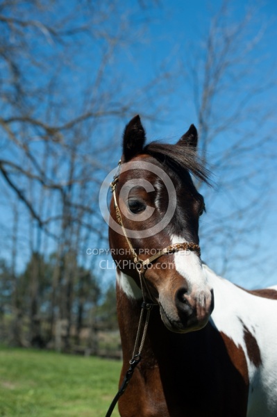 Miniature Horse Stallion Portrait