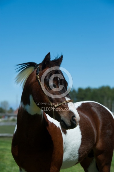 Miniature Horse Stallion Portrait