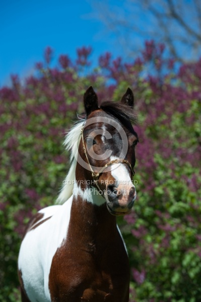 Miniature Horse Stallion Portrait