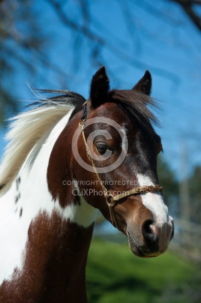 Miniature Horse Stallion Portrait