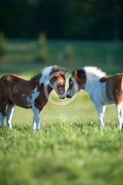 Miniature Horse Foals
