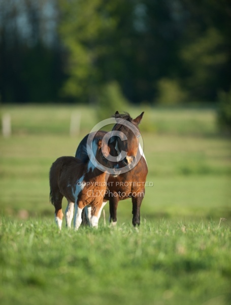 Miniature Horse Mare and Foal