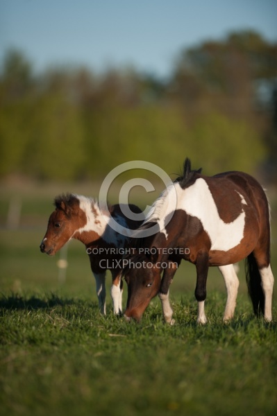 Miniature Horse Mare and Foal