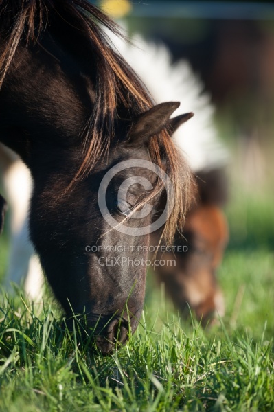 Miniature Horse Mare and Foal