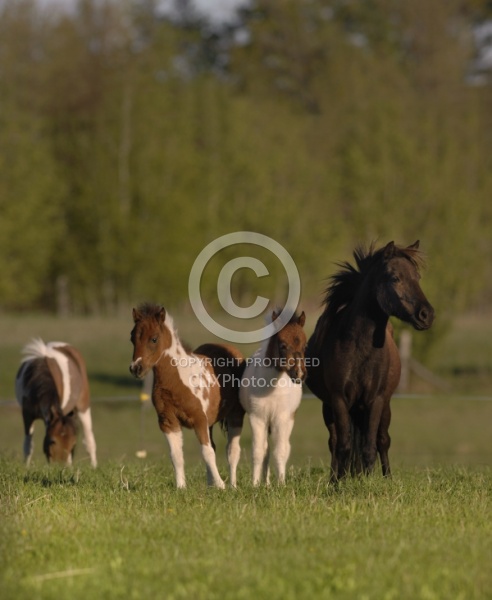 Miniature Horse Mare and Foal