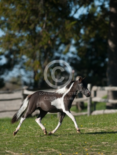 Miniature Horse Free Running