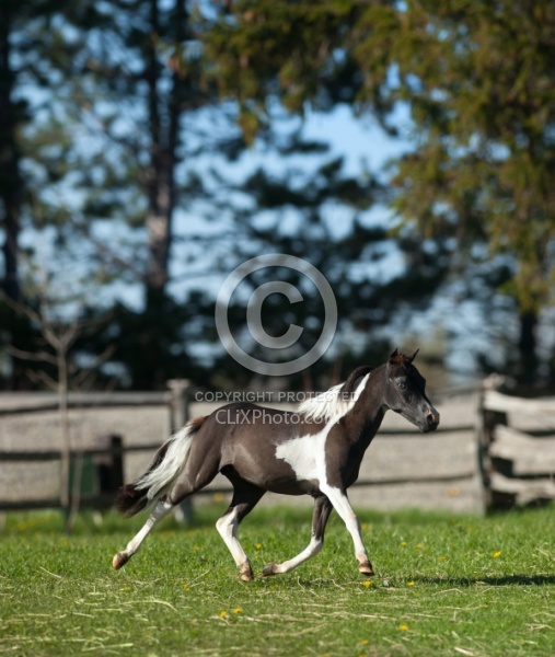 Miniature Horse Free Running