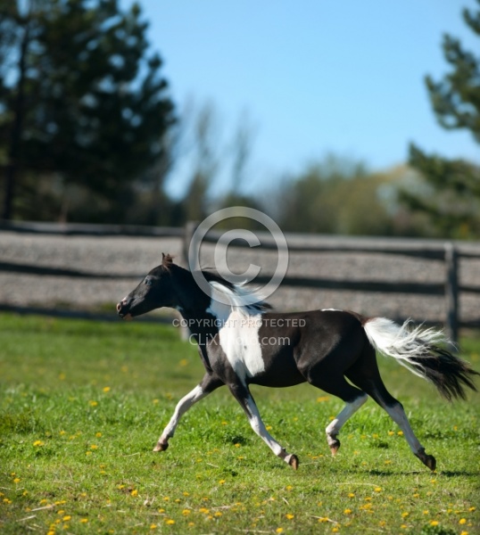 Miniature Horse Free Running