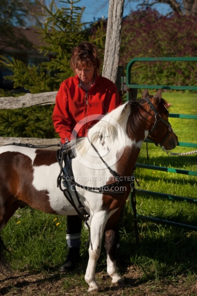 Miniature Horse Preparing to Drive
