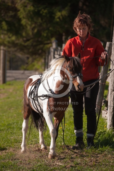 Miniature Horse Preparing to Drive