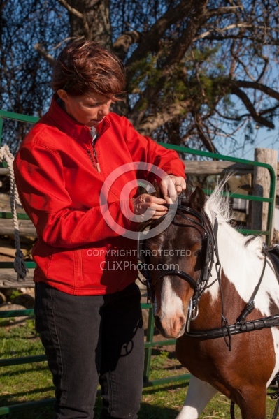 Miniature Horse Preparing to Drive