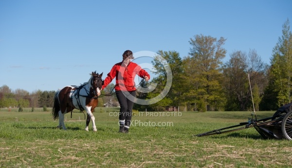 Miniature Horse Preparing to Drive