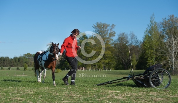 Miniature Horse Preparing to Drive