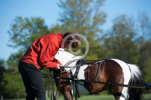 Miniature Horse Preparing to Drive
