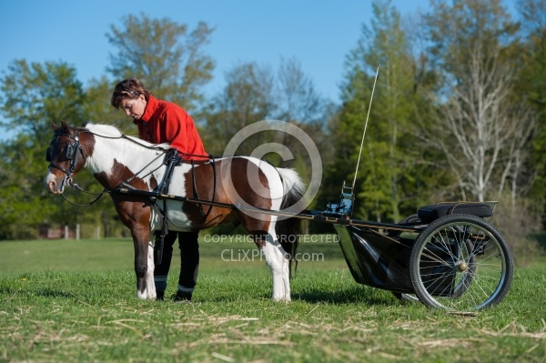 Miniature Horse Preparing to Drive