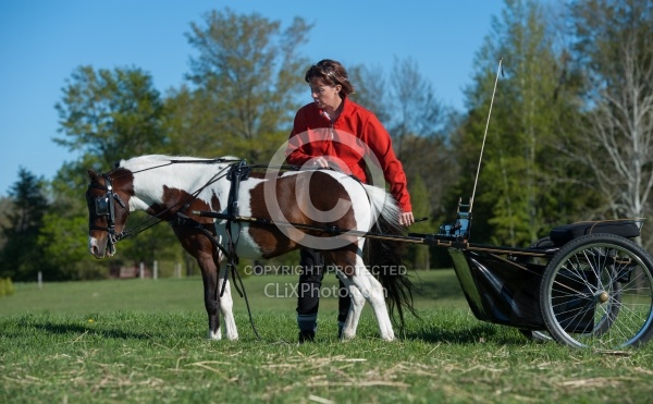 Miniature Horse Preparing to Drive