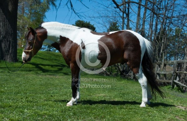 Miniature Horse Conformation