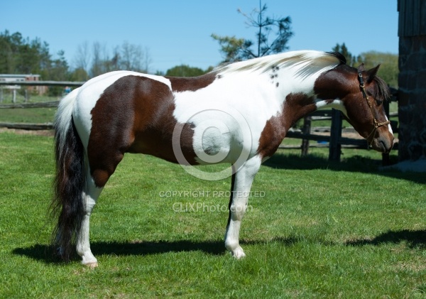 Miniature Horse Conformation