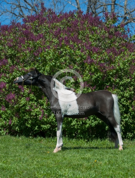 Miniature Horse Conformation