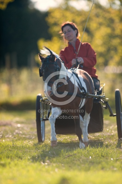 Miniature Horse Driving