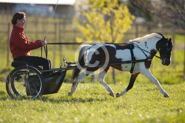 Miniature Horse Driving