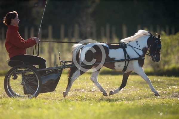 Miniature Horse Driving