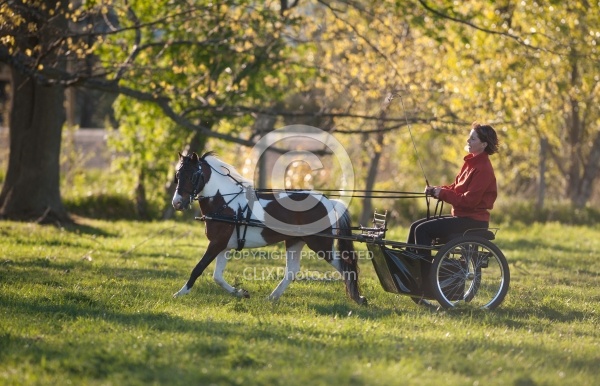 Miniature Horse Driving