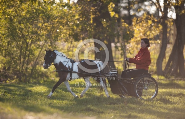 Miniature Horse Driving