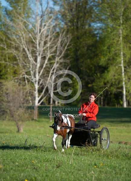 Miniature Horse Driving