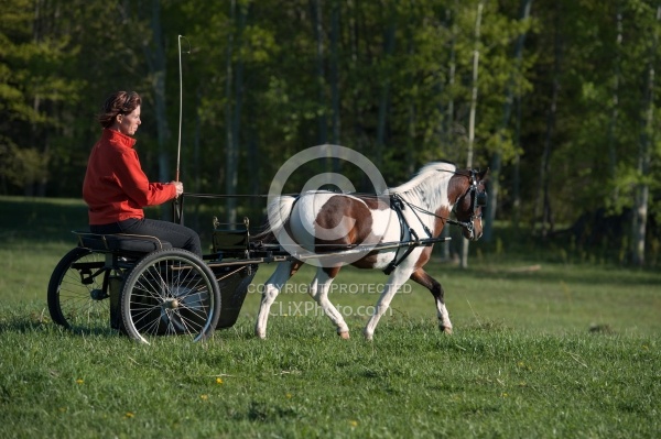 Miniature Horse Driving