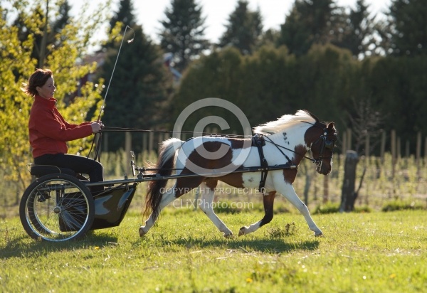 Miniature Horse Driving