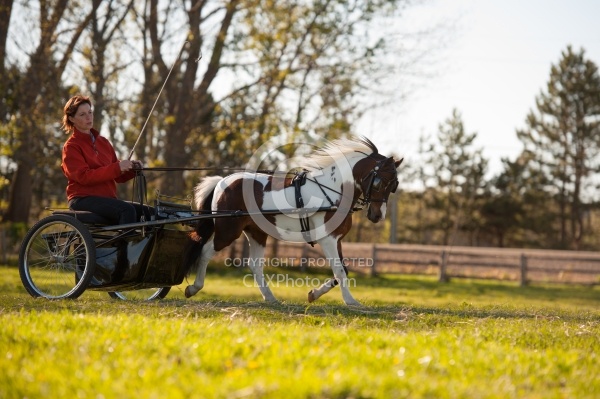 Miniature Horse Driving
