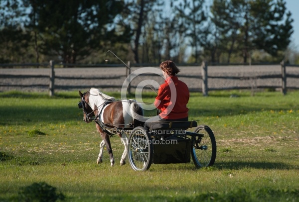 Miniature Horse Driving