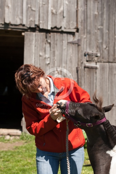 Working With a Miniature Horse