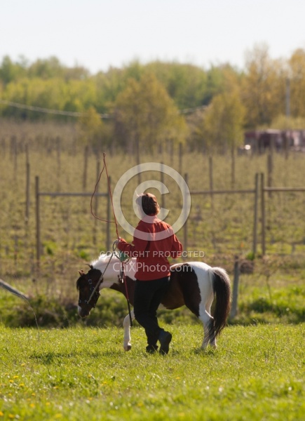 Working With a Miniature Horse