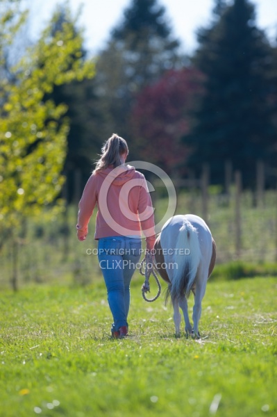 Working With a Miniature Horse